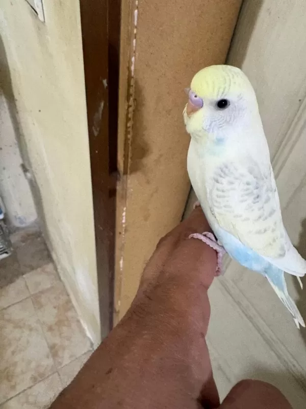 29 Günlük Konuşturmalık Erkek Bebek Muhabbet Kuşu
