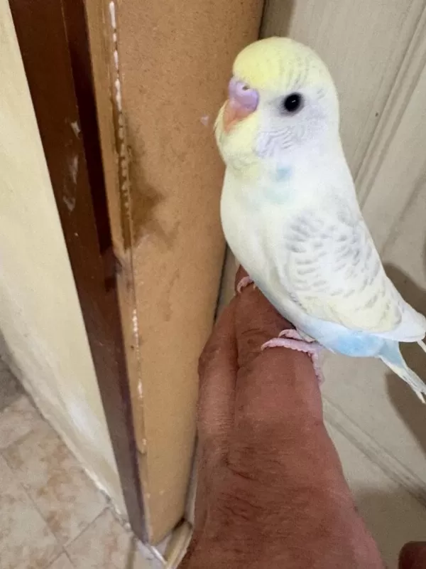 29 Günlük Konuşturmalık Erkek Bebek Muhabbet Kuşu