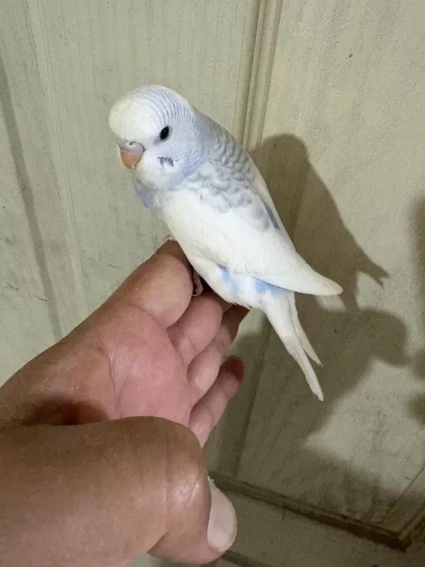30 Günlük Renk Güzeli Erkek Bebek Muhabbet Kuşu