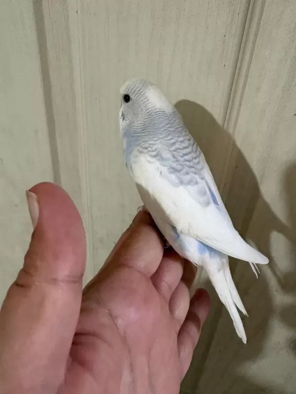 30 Günlük Renk Güzeli Erkek Bebek Muhabbet Kuşu