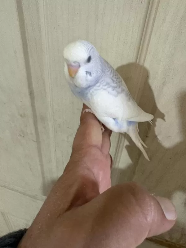 30 Günlük Renk Güzeli Erkek Bebek Muhabbet Kuşu