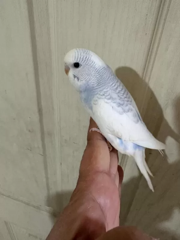 30 Günlük Renk Güzeli Erkek Bebek Muhabbet Kuşu