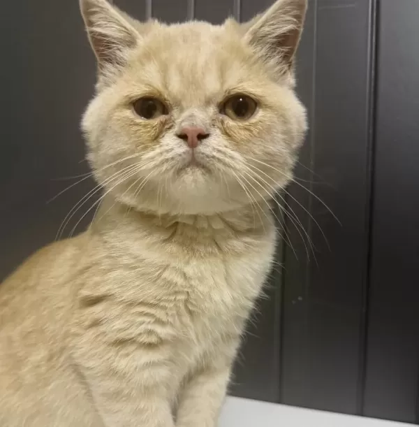 3 Aylık British Shorthair Kedimiz