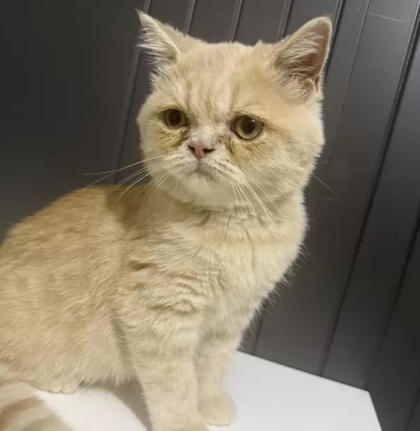 3 Aylık British Shorthair Kedimiz