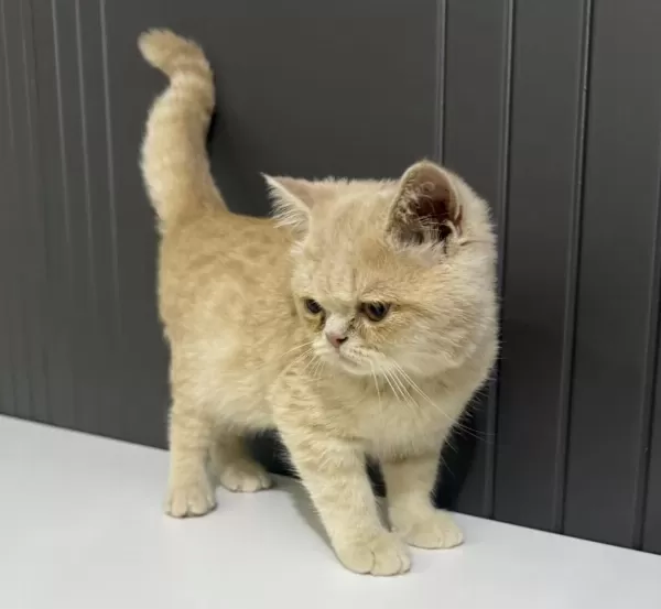 3 Aylık British Shorthair Kedimiz