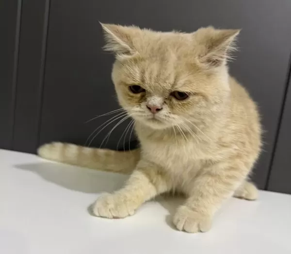 3 Aylık British Shorthair Kedimiz