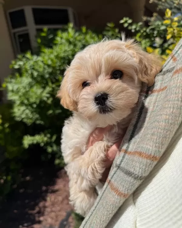 Maltipoo Yavrularımız Eğitim Tamamlandı