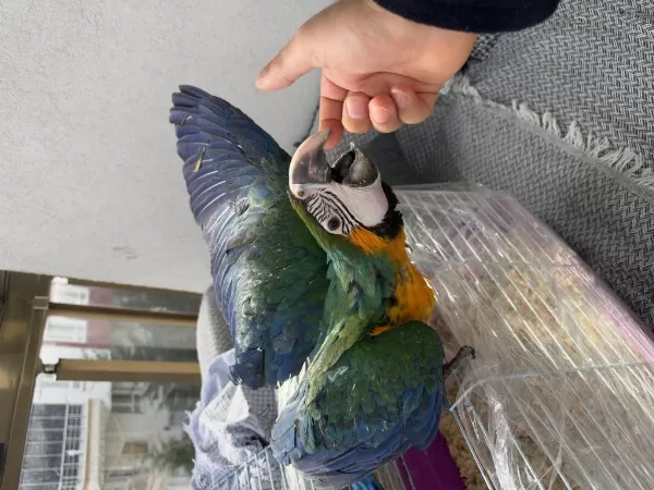 Harlequin Çatalina Hibrit Macaw Bebek Belgeli Çipli