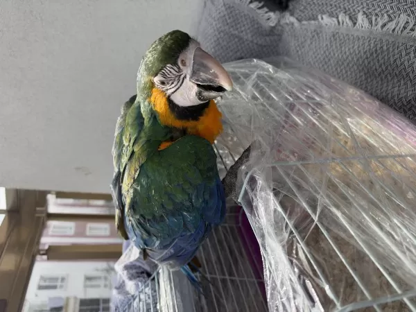 Harlequin Çatalina Hibrit Macaw Bebek Belgeli Çipli