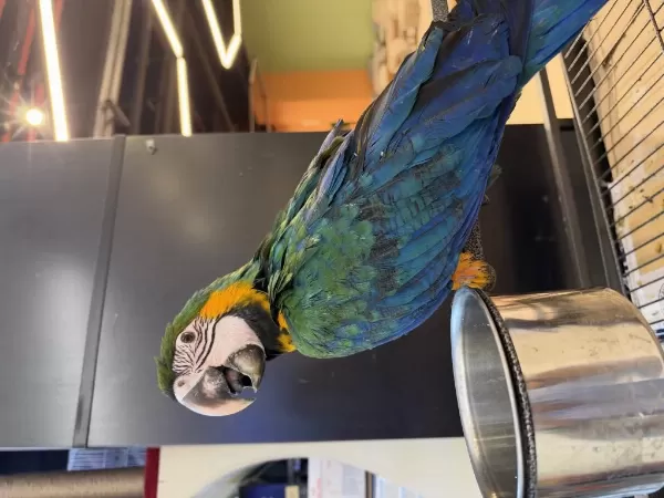 Harlequin Çatalina Hibrit Macaw Bebek Belgeli Çipli