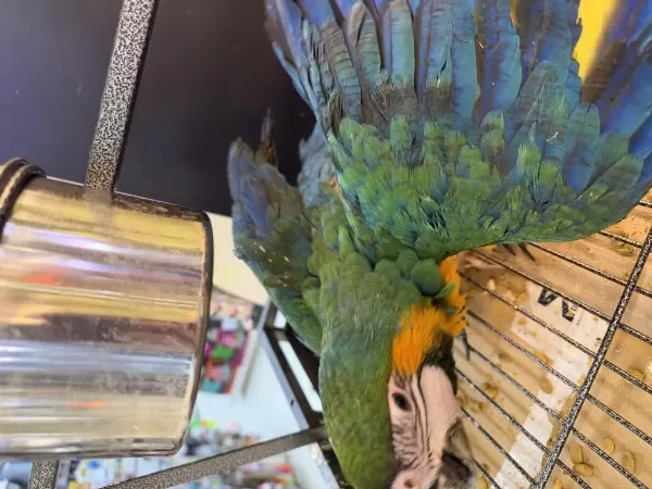 Harlequin Çatalina Hibrit Macaw Bebek Belgeli Çipli