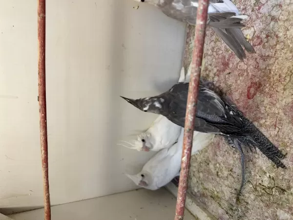 Renk Renk Sultan Papağani Yavrulari