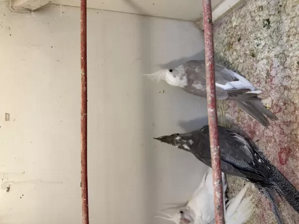 Renk Renk Sultan Papağani Yavrulari