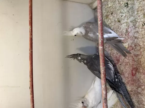 Renk Renk Sultan Papağani Yavrulari
