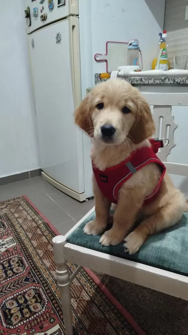 Oyuncu Golden Retriever Kızımız Şila