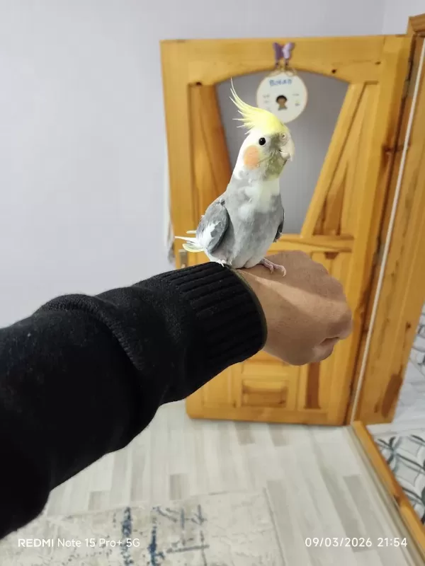 Çift Sultan Papağanı