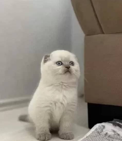 Scottish Fold Blue Point Yavrularim