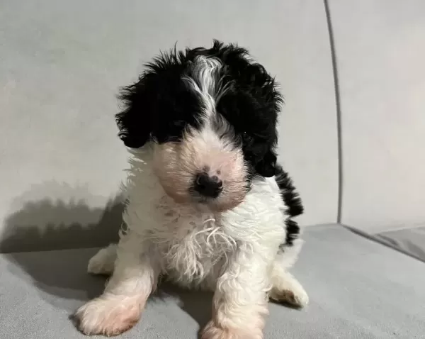 Poodle Suratlı Maltıpo Oglum