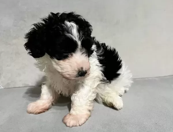 Poodle Suratlı Maltıpo Oglum