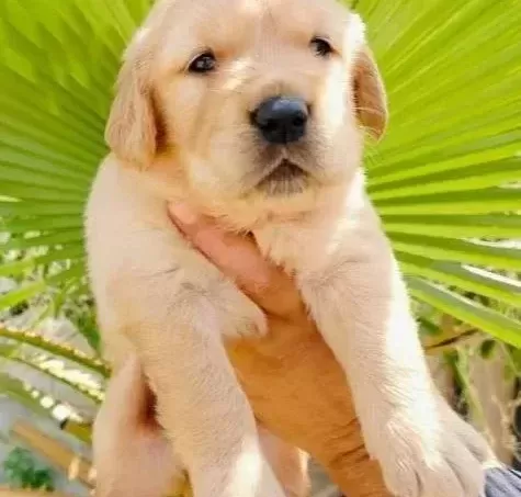 Baby Face Golden Yavruları