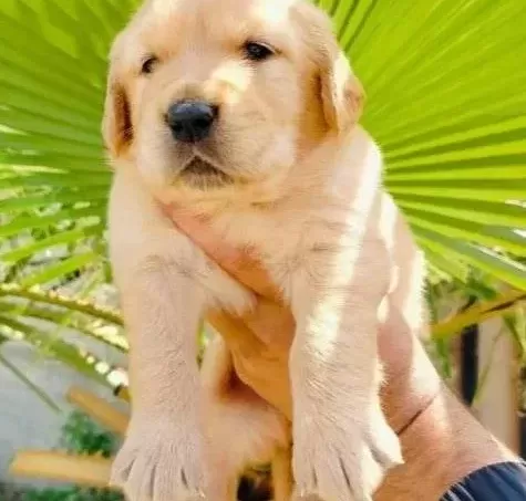 Baby Face Golden Yavruları