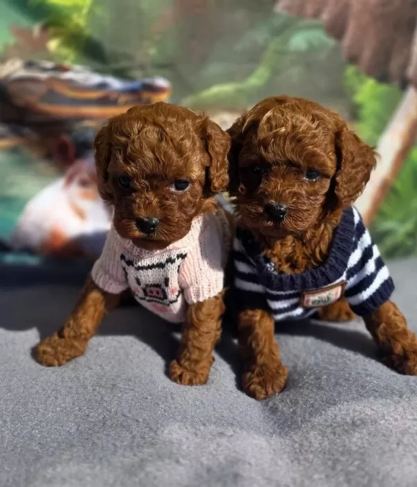 Ruhsatli Köpek Çiftliğinden Toypoodle Yavrularimiz