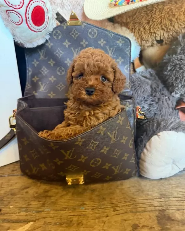 Aşili Pasaportlu Toypoodle Yavrularimiz