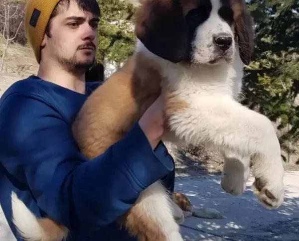 Dev Minik Saint Bernard