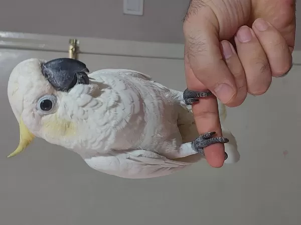 Full Evcil Kapalı Bilezik Sülfür Kakadu Papağanı