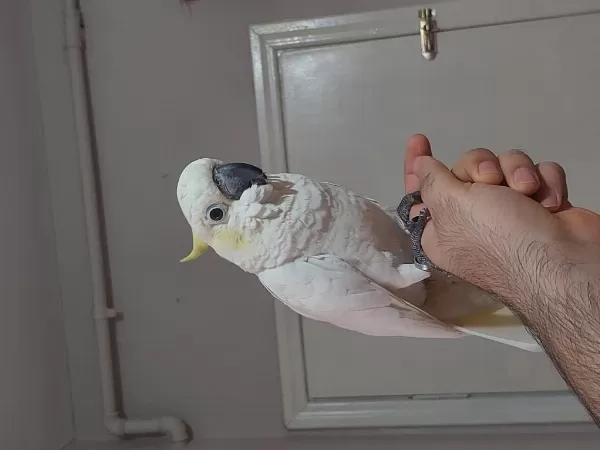 Full Evcil Kapalı Bilezik Sülfür Kakadu Papağanı
