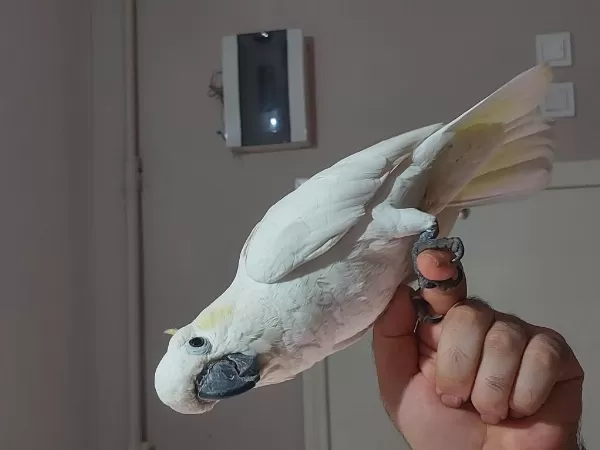 Full Evcil Kapalı Bilezik Sülfür Kakadu Papağanı
