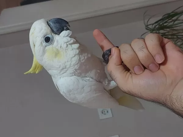 Full Evcil Kapalı Bilezik Sülfür Kakadu Papağanı