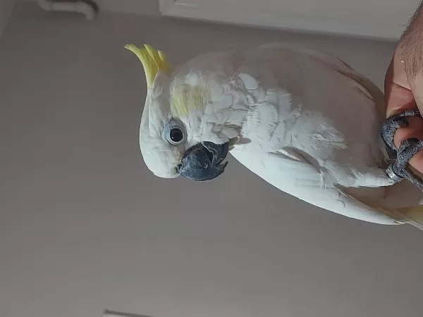 Full Evcil Kapalı Bilezik Sülfür Kakadu Papağanı