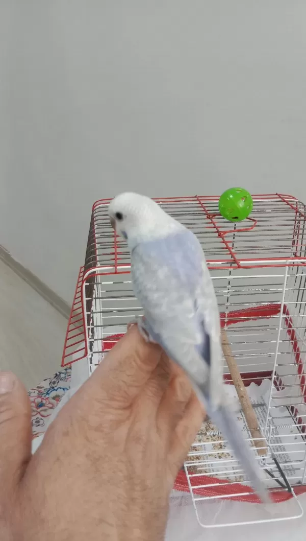 Sağlıklı Yavru Ev Kuşlarım