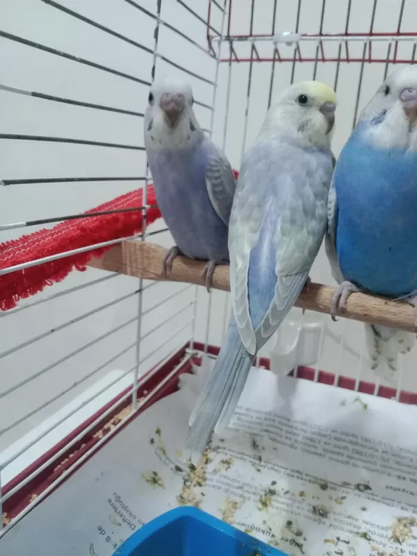 Sağlıklı Yavru Ev Kuşlarım