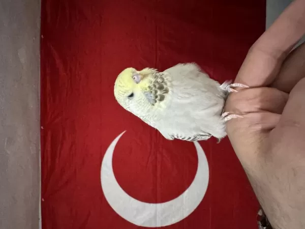 Jumbo Muhabbet Kuşu Bebek