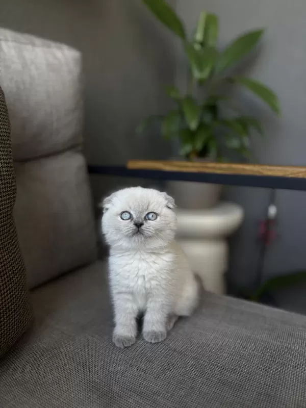 Scottish Fold Blue Point Yavrularim