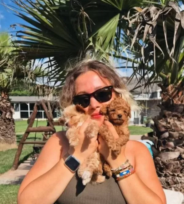 Hari Ka Poodle Yavrulari Si Zleri Bekli Yor