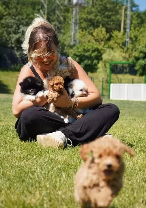 Hari Ka Poodle Yavrulari Si Zleri Bekli Yor