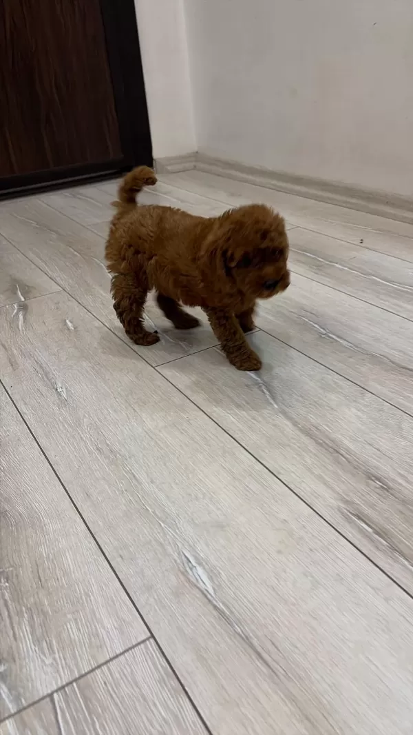 Evinizin Neşesi Poodle Bebekler