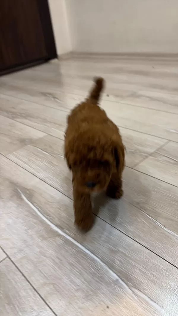 Evinizin Neşesi Poodle Bebekler