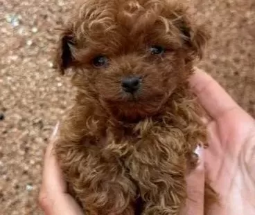 Red Toy Poodle Yavrumuz