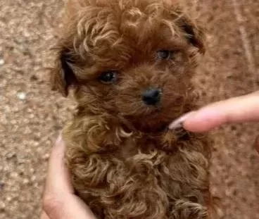 Red Toy Poodle Yavrumuz