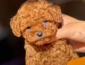 Red Toy Poodle Yavrumuz