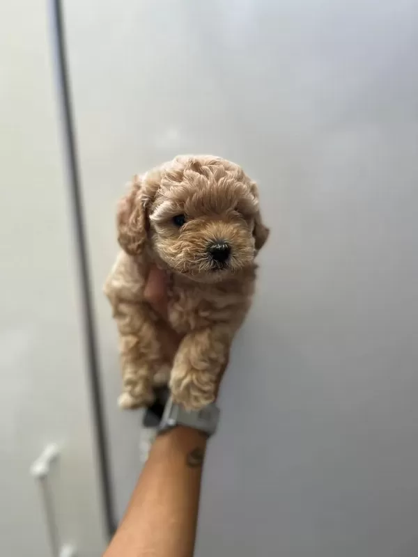 Anne Maltipoo Baba Toy Poodle