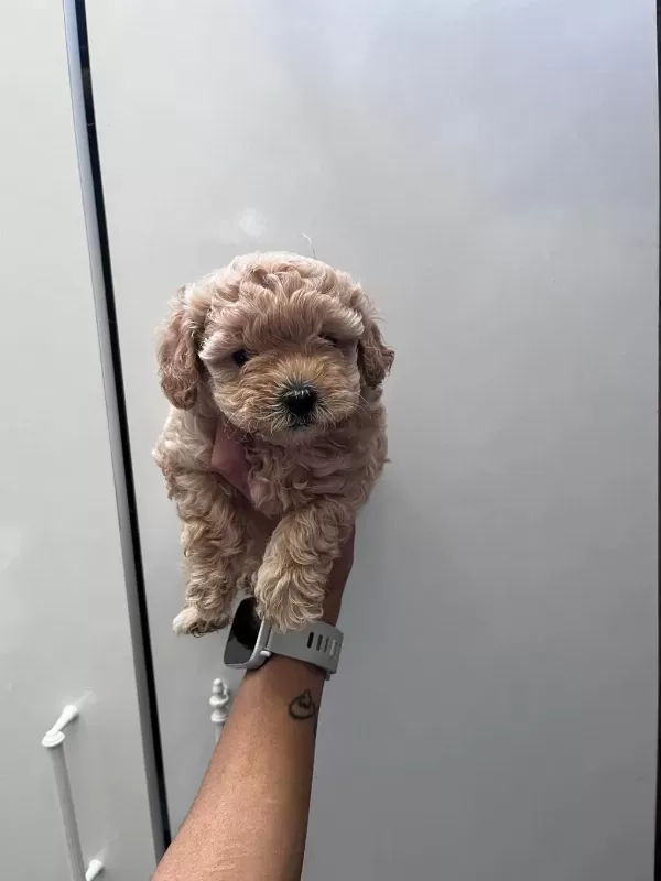Anne Maltipoo Baba Toy Poodle
