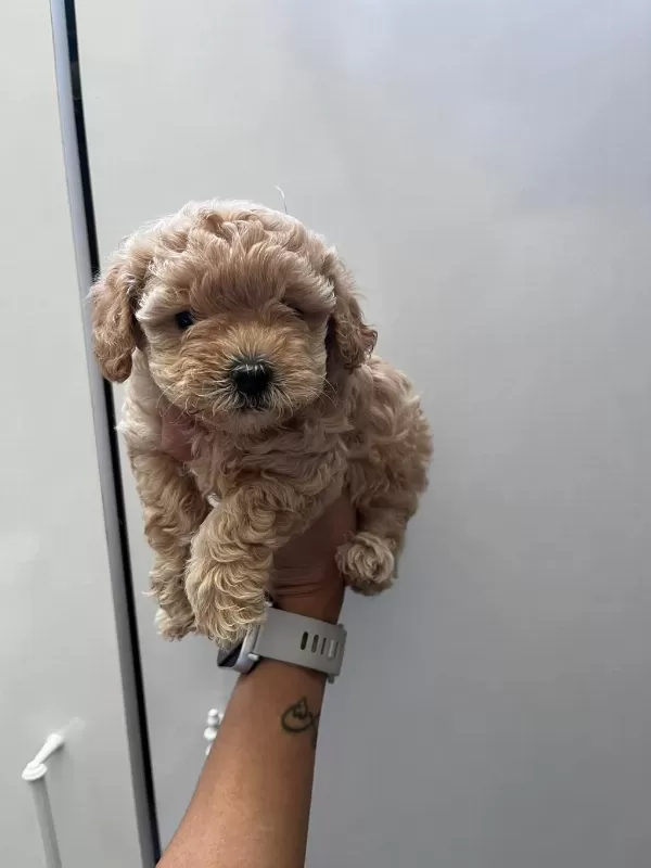 Anne Maltipoo Baba Toy Poodle