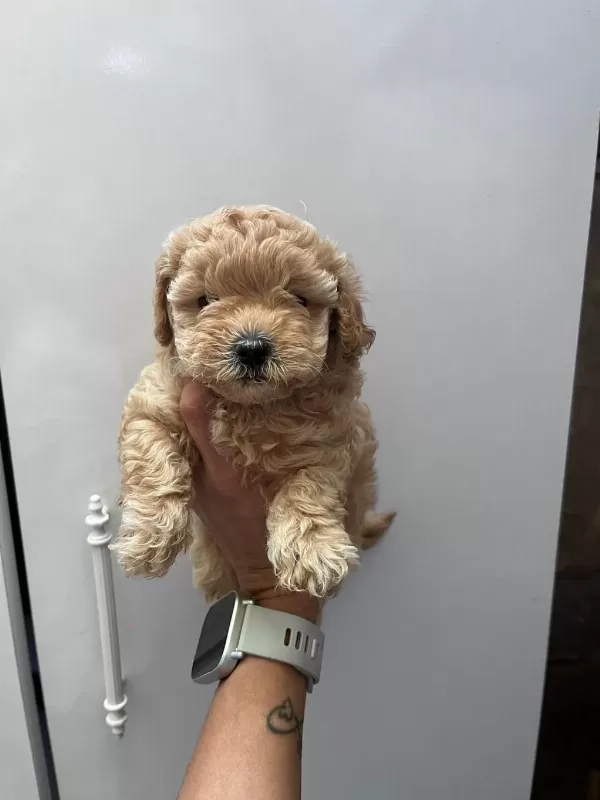 Anne Maltipoo Baba Toy Poodle