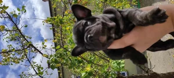 A Kalite French Bulldog Yavrular