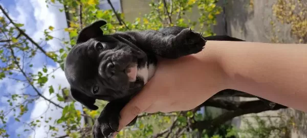 A Kalite French Bulldog Yavrular